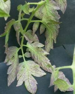 Why do the leaves of tomato seedlings dry?