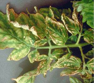 Why do the leaves of tomato seedlings dry?