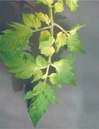 Why do the leaves of tomato seedlings dry?