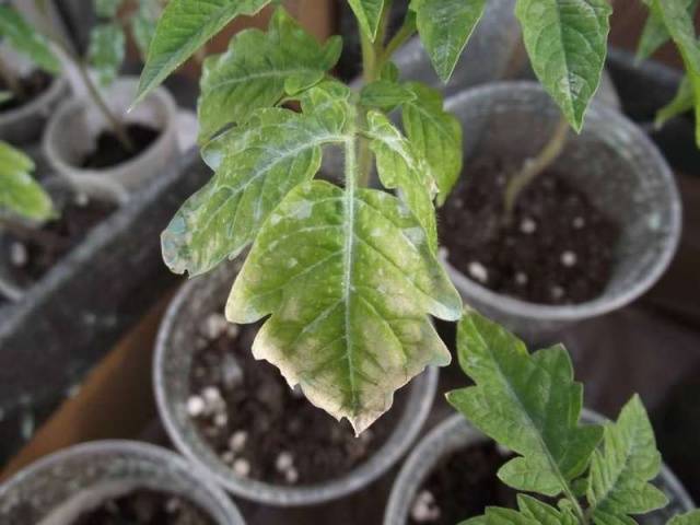 Why do the leaves of tomato seedlings dry?