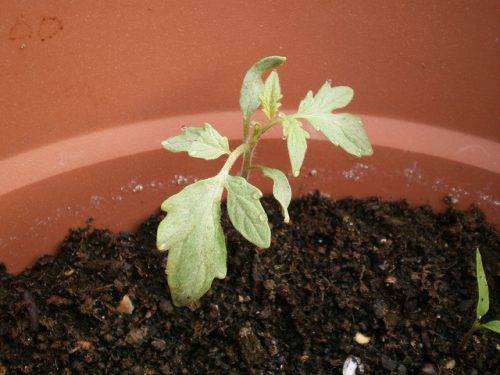 Why do the leaves of tomato seedlings dry?