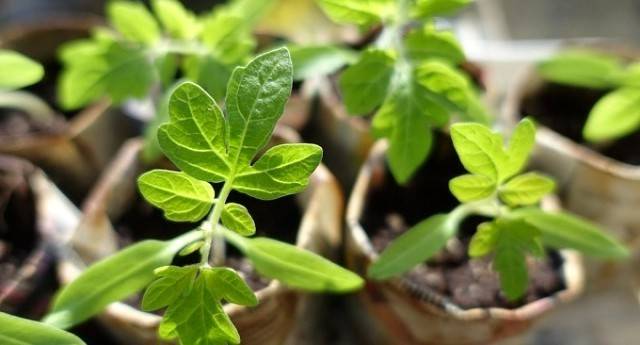 Why do the leaves of tomato seedlings dry?