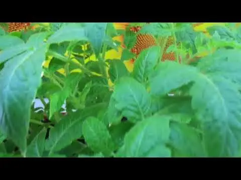 Why do the leaves of tomato seedlings dry?