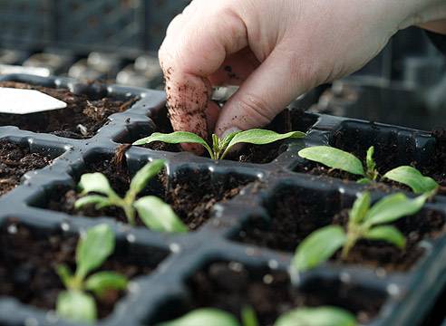 Why do the leaves of tomato seedlings dry?