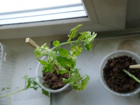 Why do the leaves of tomato seedlings dry?