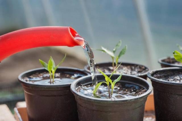 Why do the leaves of tomato seedlings dry?