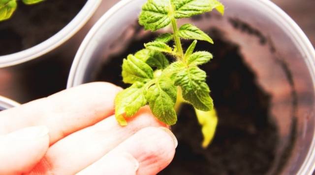 Why do the leaves of tomato seedlings dry?