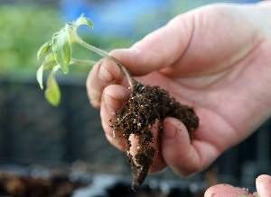 Why do the leaves of tomato seedlings dry?