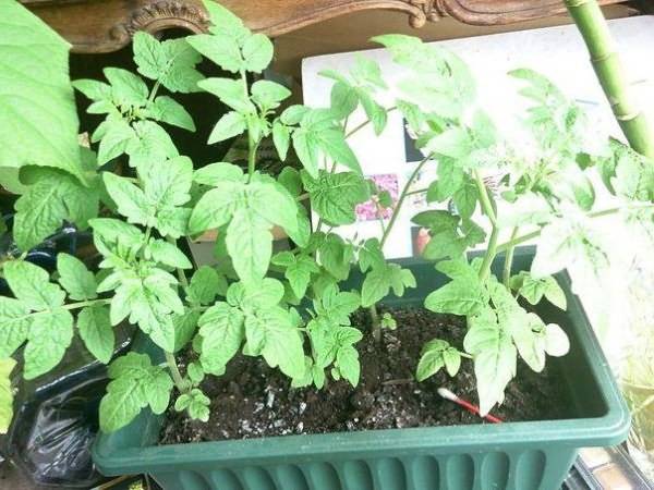 Why do the leaves of tomato seedlings dry?