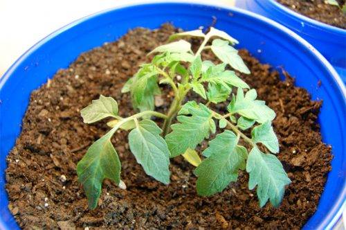 Why do the leaves of tomato seedlings dry?