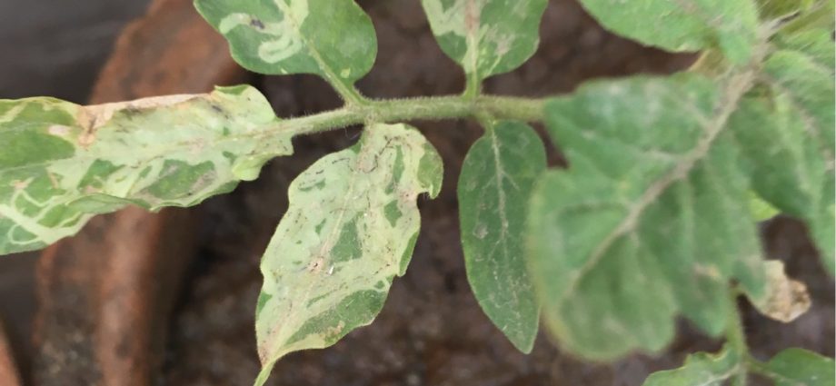 Why do the leaves of tomato seedlings dry?