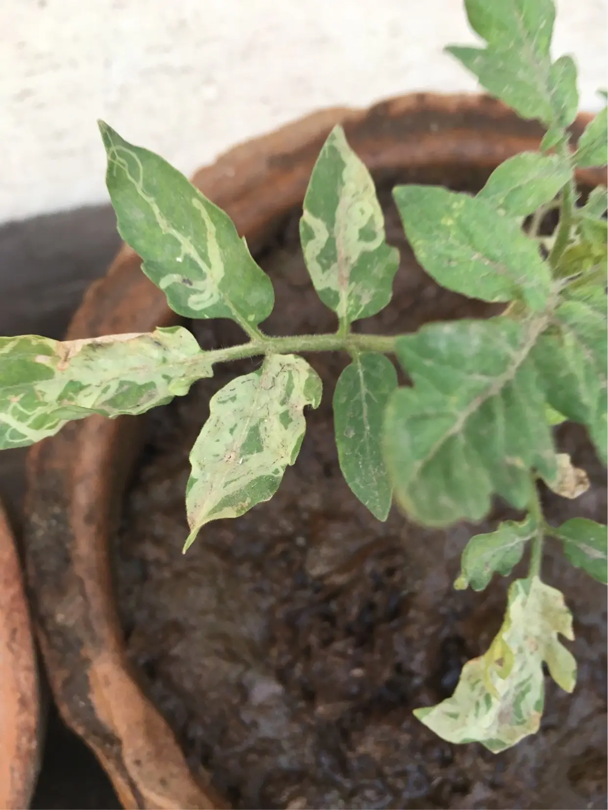 Why do the leaves of tomato seedlings dry?