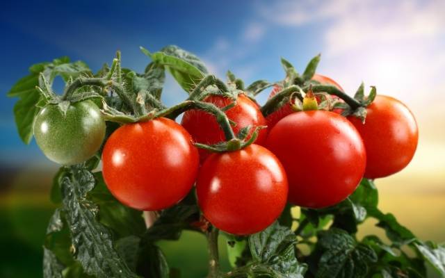 Why do the leaves of tomato seedlings turn yellow