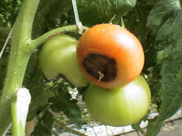 Why do the leaves of tomato seedlings turn yellow