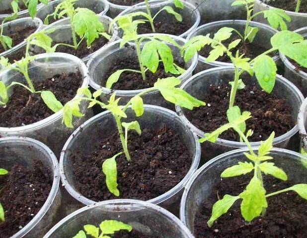 Why do the leaves of tomato seedlings turn yellow