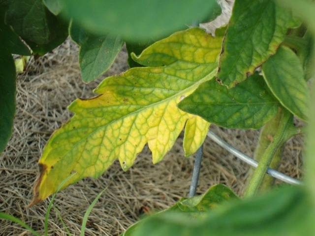 Why do the leaves of tomato seedlings turn yellow