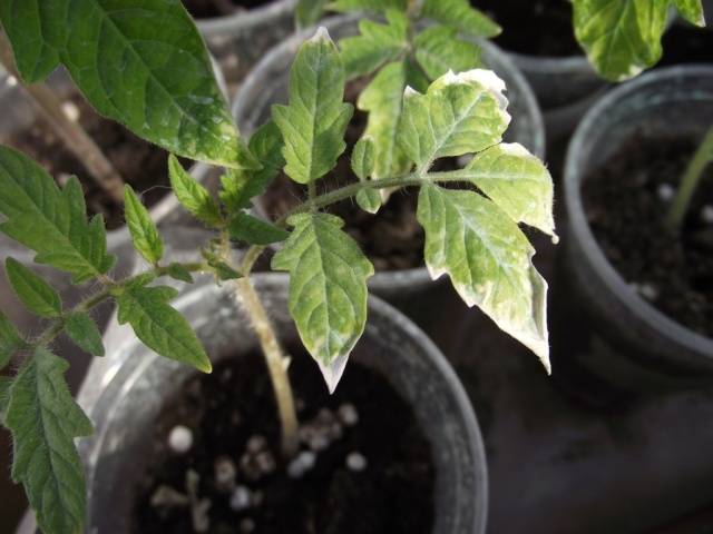 Why do the leaves of tomato seedlings turn yellow