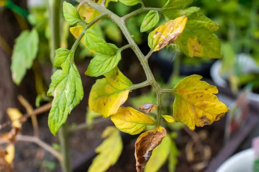 Why do the leaves of tomato seedlings turn yellow