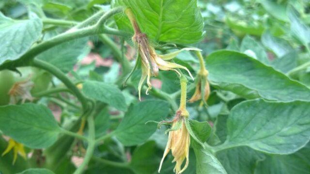 Why do tomato flowers dry up and fall off?