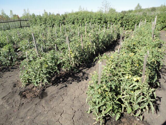 Why do tomato flowers dry up and fall off?