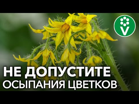 Why do tomato flowers dry up and fall off?