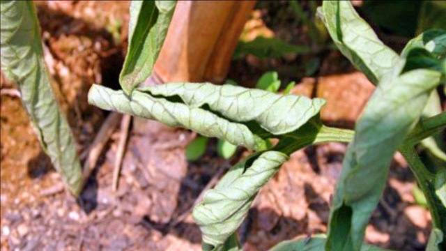 Why do tomato leaves curl?