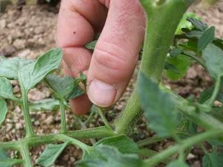 Why do tomato leaves curl?