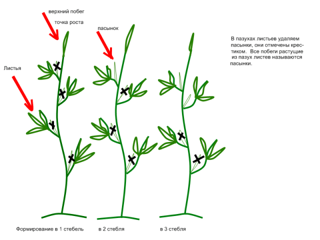 Why do tomato leaves curl?