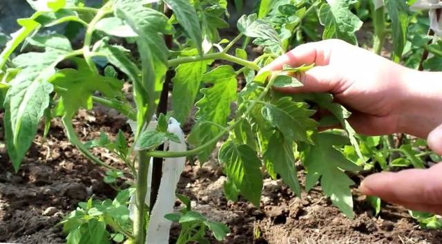 Why do tomato leaves curl?