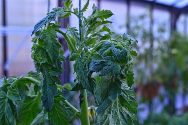 Why do tomato leaves curl?