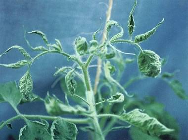 Why do tomato leaves curl?