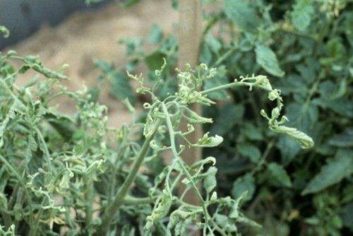 Why do tomato leaves curl?