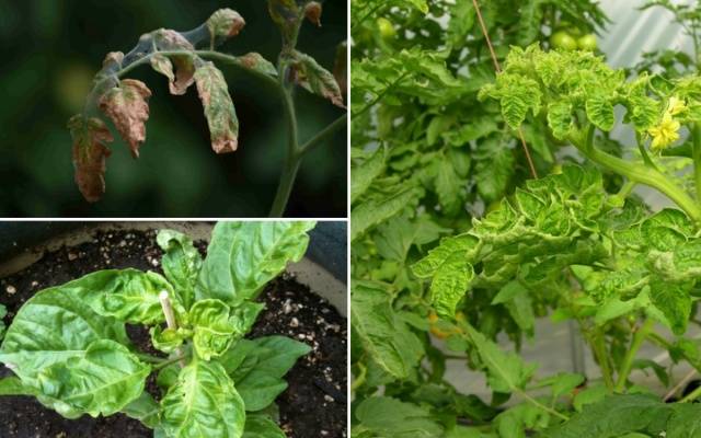 Why do tomato leaves curl?