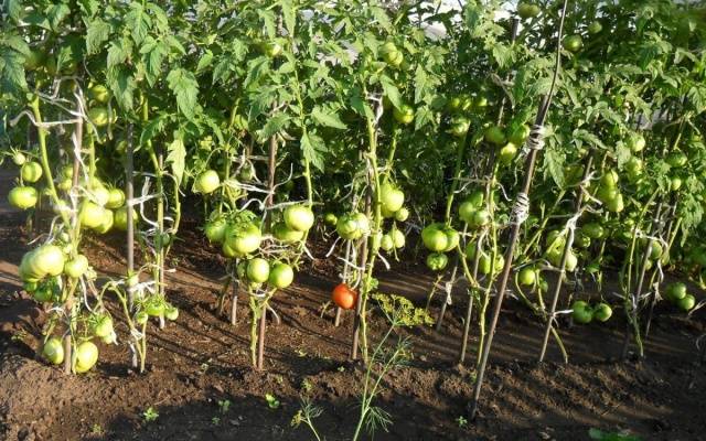 Why do tomato leaves curl?