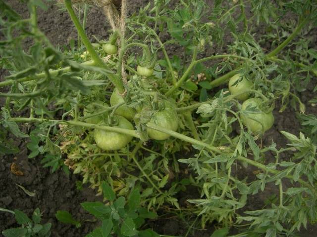 Why do tomato leaves curl?