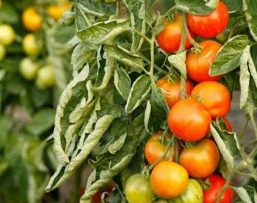 Why do tomato leaves curl in a greenhouse?