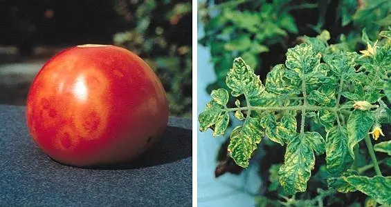 Why do tomato leaves curl in a greenhouse?