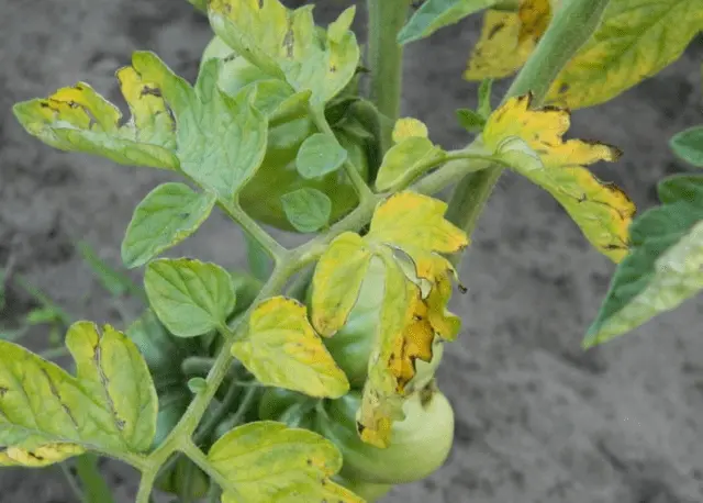 Why do tomato leaves curl in a greenhouse?