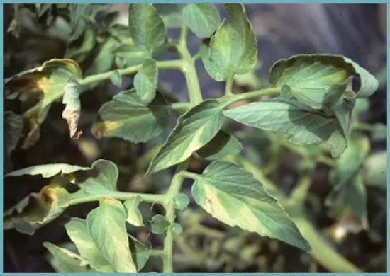 Why do tomato leaves curl in a greenhouse?