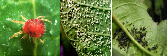 Why do tomato leaves curl in a greenhouse?