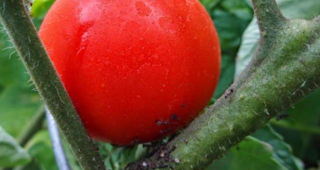 Why do tomato leaves curl in a greenhouse?