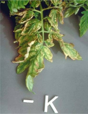 Why do tomato leaves curl in a greenhouse?