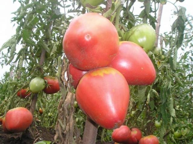 Why do tomato leaves curl in a greenhouse?