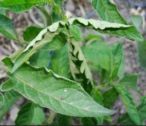 Why do tomato leaves curl in a greenhouse?