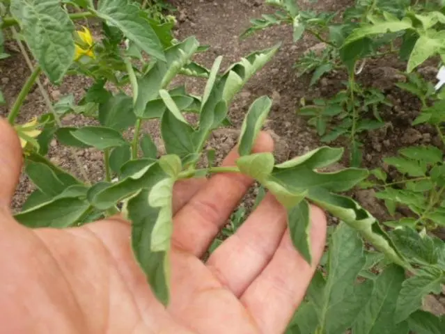 Why do tomato leaves curl in a greenhouse?