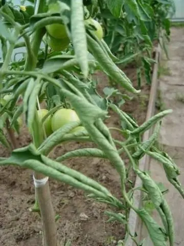 Why do tomato leaves curl in a greenhouse?