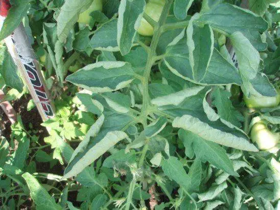 Why do tomato leaves curl in a greenhouse?