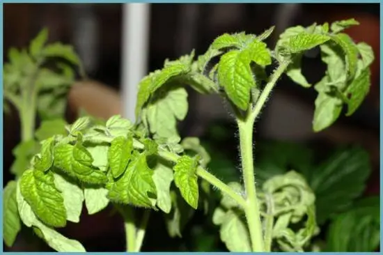 Why do tomato leaves curl in a greenhouse?