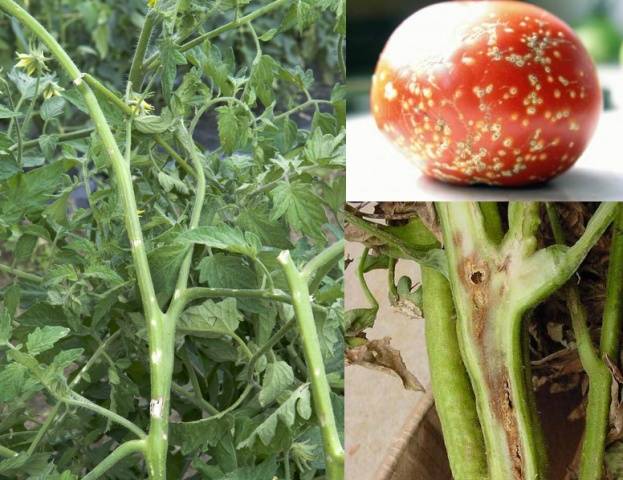 Why do tomato leaves curl in a greenhouse?