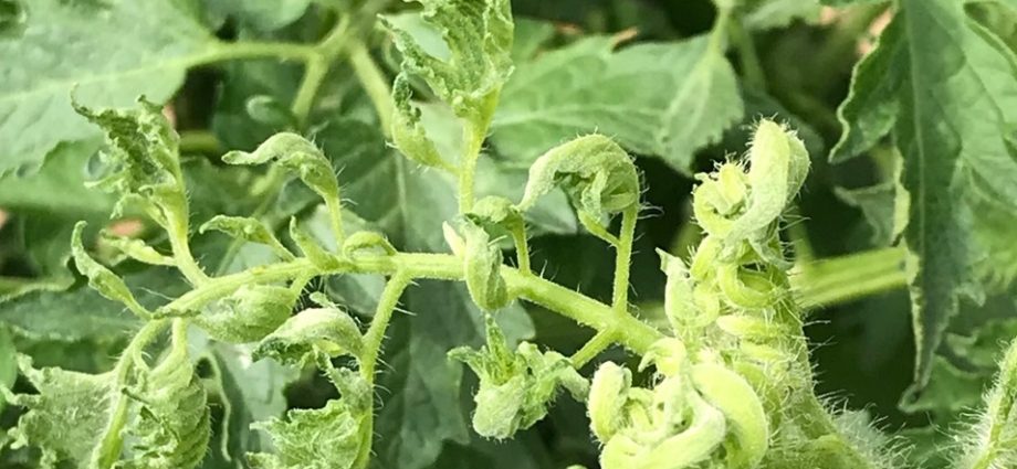 Why do tomato leaves curl in a greenhouse?